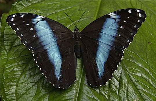 蓝色大闪蝶,南美大闪蝶,蝴蝶,叶子,雨林,厄瓜多尔,南美
