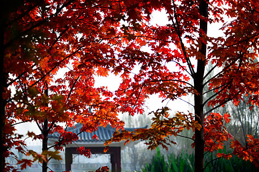 秋天公园红枫叶