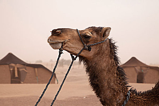 单峰骆驼,成年,肖像,帐蓬,露营,撒哈拉沙漠,摩洛哥,非洲