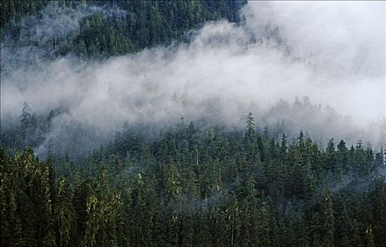 雾,山坡,东南部,雨林