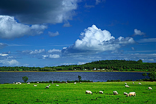 爱尔兰,田园,场景,湖