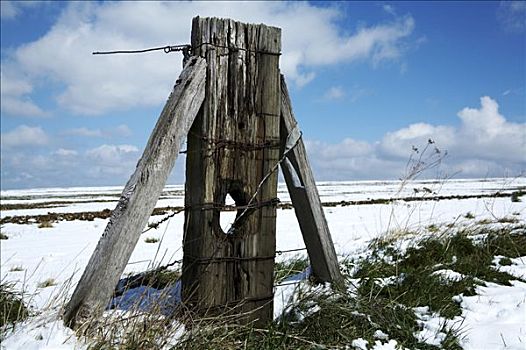 英格兰,老,栅栏柱,春天,下雪