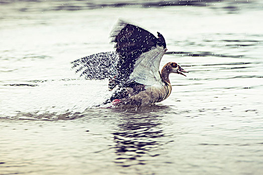赞比西河野鸭