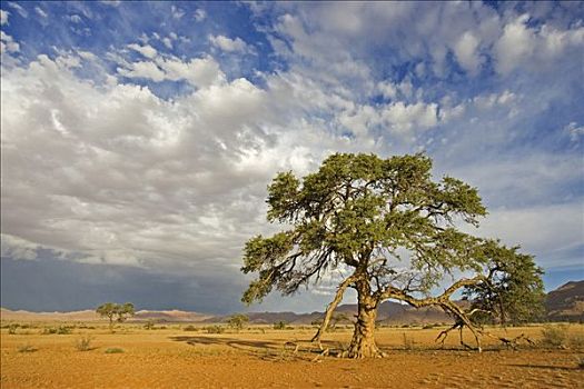 树,刺槐,沙漠,沙子,山谷,下方,生动,云,蓝天,纳米比亚,非洲