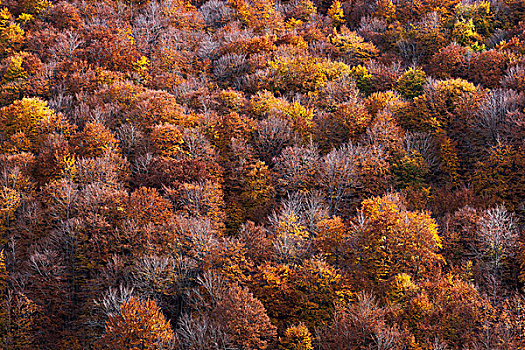俯视,秋叶,阿布鲁佐,国家公园,意大利