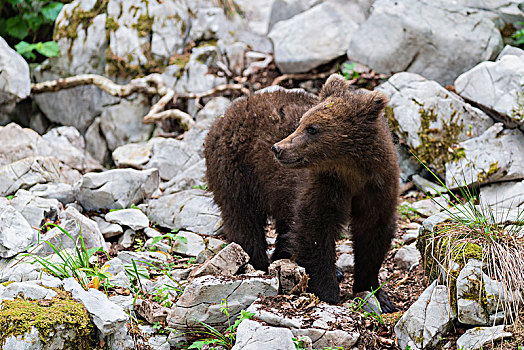 棕熊,小动物,树林,斯洛文尼亚,欧洲