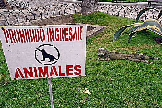 绿色,鬣蜥蜴,公园,瓜亚基尔,厄瓜多尔,南美