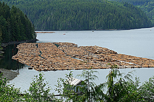 伐木,活动,大量,漂浮,原木,等待,运输,不列颠哥伦比亚省,加拿大
