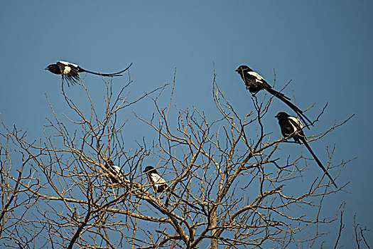 喜鹊,伯劳鸟,非洲,长尾,坐在树上,飞,沙,禁猎区,南非