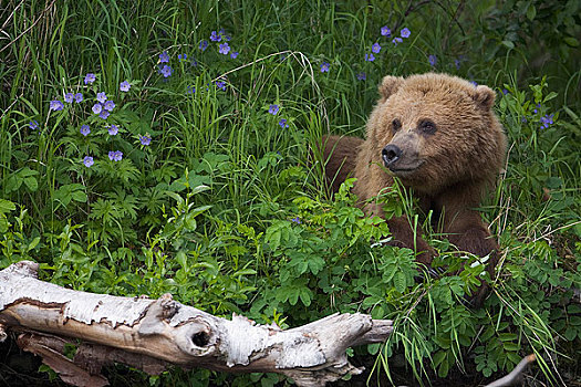 棕熊,休息,小块土地,野生,天竺葵,俄罗斯,河,肯奈半岛,阿拉斯加,楚加奇国家森林,夏天