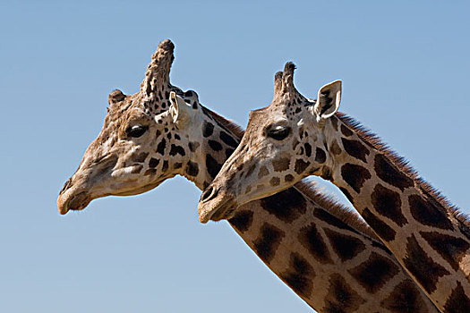 长颈鹿,一对,非洲
