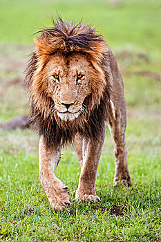 肯尼亚,马赛马拉,雄性,狮子,脸,徘徊,马赛马拉国家保护区