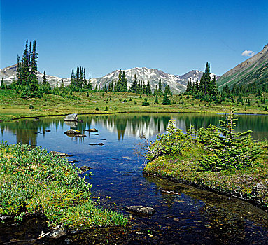 亚高山,风景,云杉,冷杉,蓝莓,湖,靠近,荒野,省立公园,落基山脉,不列颠哥伦比亚省,加拿大