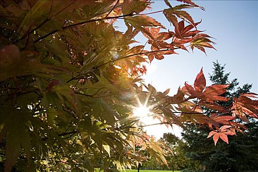 阳光,秋天,树