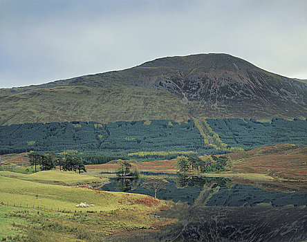 苏格兰,高地,因弗内斯,风景,山坡