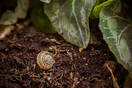 空,蜗牛壳,地上,花园