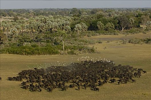 南非水牛,非洲水牛,牧群,牛背鹭,成群,非洲