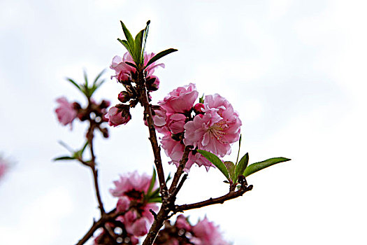 春天迎风盛开的粉白色梅花