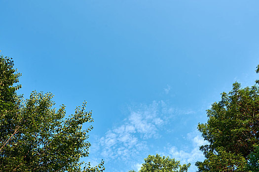 夏日树梢上的蓝天