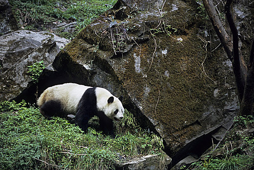 中国,四川,卧龙大熊猫保护区,大熊猫
