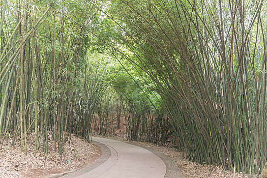 春天里中国成都大熊猫繁育基地的竹林草地道路