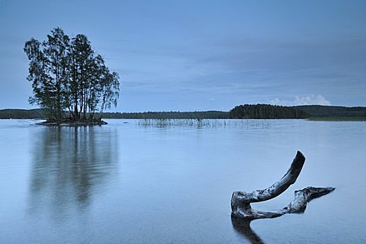 斯堪的纳维亚,瑞典,树干,湖