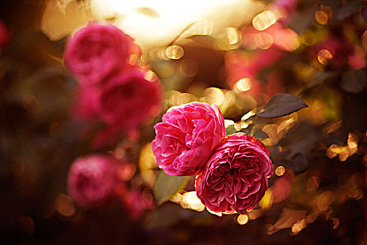 玫瑰,花,晚上,亮光