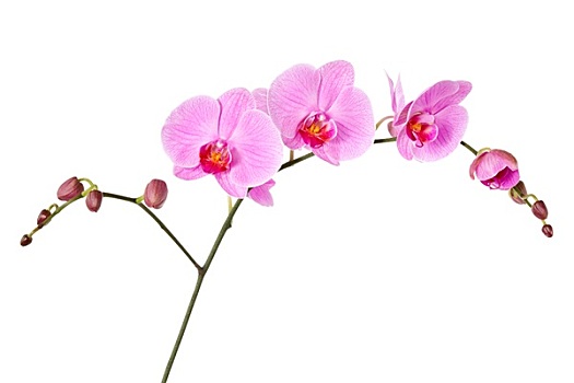 粉色,兰花,隔绝,白色
