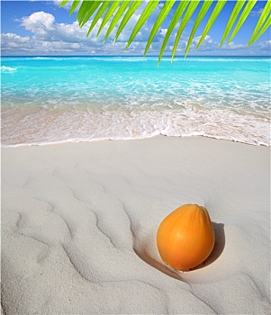 椰子,加勒比,海滩,白沙,成熟
