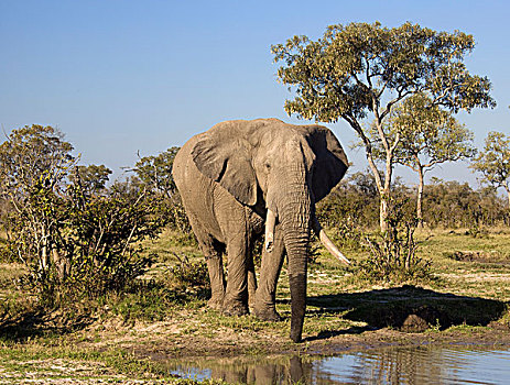 非洲,大象,乔贝国家公园,博茨瓦纳