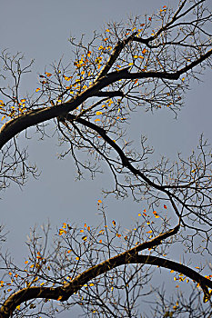 枯树上的黄叶