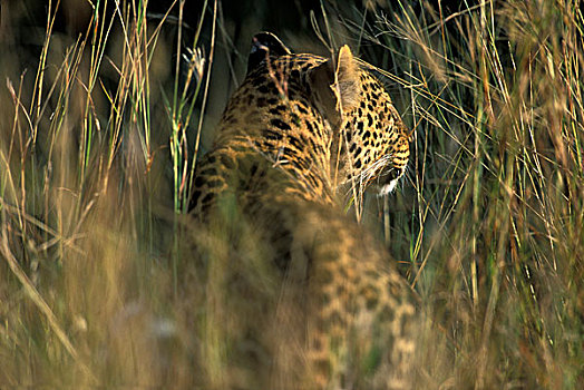 非洲,肯尼亚,马塞马拉野生动物保护区,成年,女性,豹,休息,高草,早晨