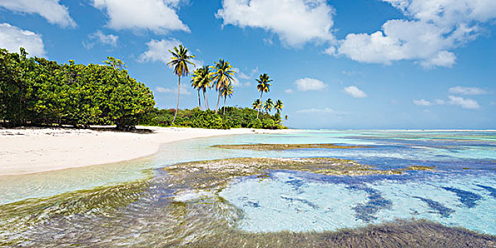 瓜德罗普,法国,加勒比,岛屿,手掌,白日梦,海滩,乐园,海洋,青绿色,天空,蓝色,沙子,热带,全景,风景,度假,放松