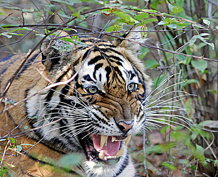 虎,狰狞,生气,伦滕波尔国家公园,拉贾斯坦邦,印度,亚洲