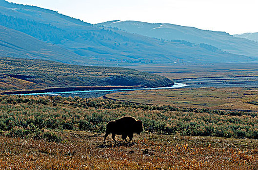 美洲野牛,野牛,放牧,山谷,黄石国家公园