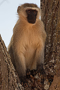 长尾黑颚猴,塔兰吉雷国家公园,坦桑尼亚