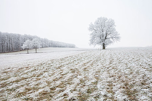 白霜,遮盖,草地,树,近郊,维也纳,雾,奥地利