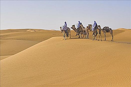 柏柏尔人,人,旅行,骆驼,利比亚