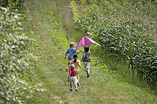 法国,奥弗涅,靠近,孩子,一个,跑,拿着,粉色,风筝,玉米田