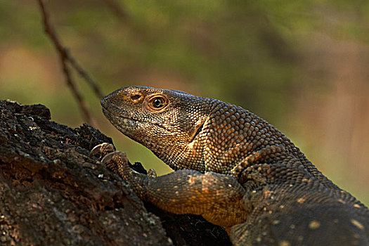 监控,巨蜥属,克鲁格国家公园,南非