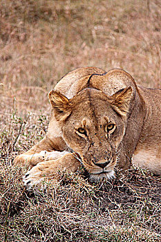 肯尼亚非洲大草原狮子-母狮头部特写