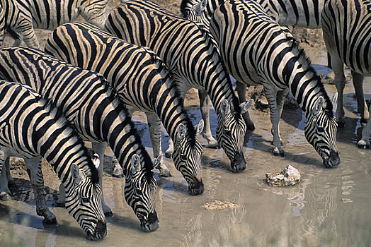 纳米比亚,埃托沙国家公园,喝,水潭