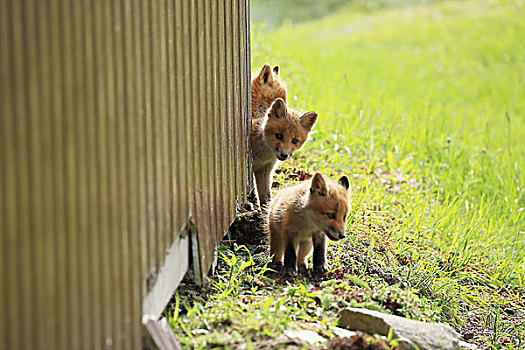 孩子,北方,狐狸,树林,北海道