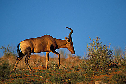 南非,卡拉哈迪大羚羊国家公园,卡拉哈里沙漠,植被,日出