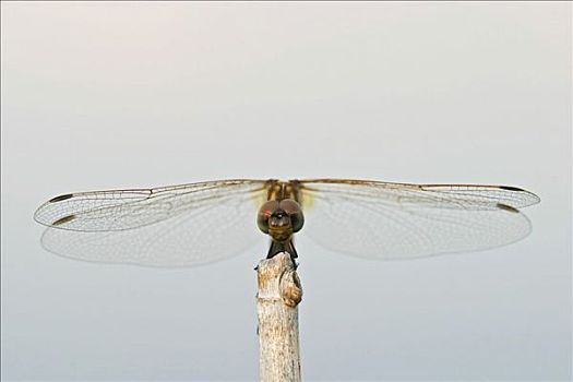 非洲,蜻蜓,蜻蜓目,纳米比亚