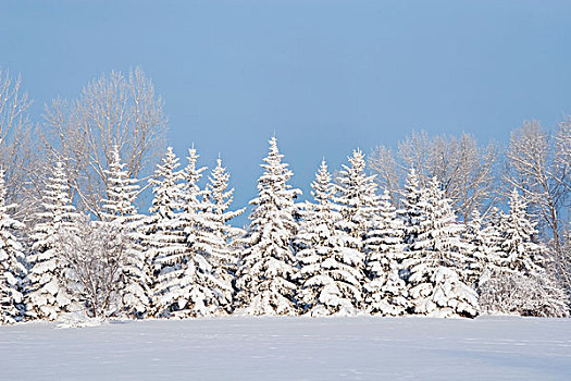 积雪,常绿植物,卡尔加里,艾伯塔省,加拿大