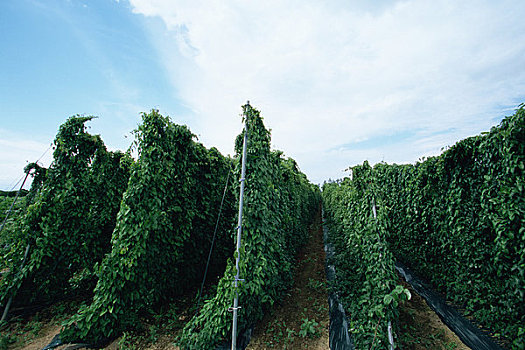 中国,山药,地点