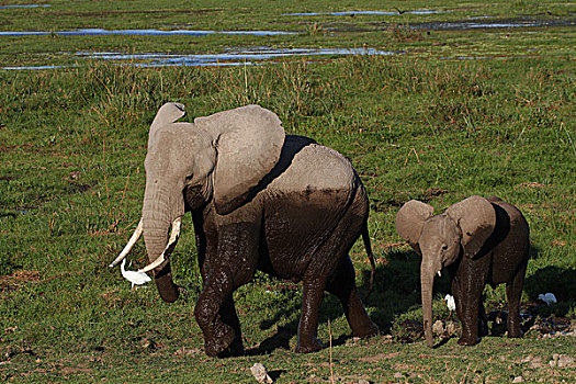 非洲象,幼兽,湿地,安伯塞利国家公园,肯尼亚,非洲