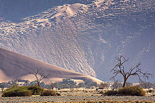 非洲,纳米比亚,纳米比诺克陆夫国家公园,沙丘,骨骼,树,画廊