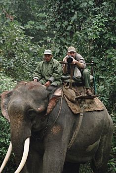 摄影师,摄影,大象,背影,奇旺国家公园,尼泊尔